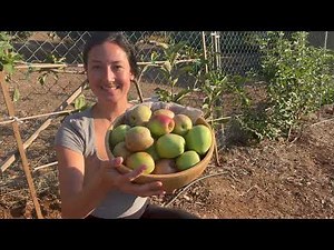 Harvesting APPLES! The differences between Fuji, Dorset Golden and Anna Apples.