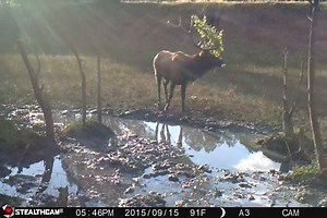 Can you spot the elk in this video ? | Stealth Cam