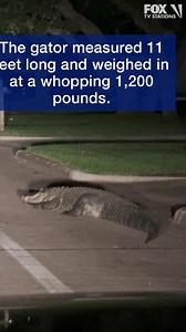 9.2K views · 136 reactions | Cornealous Greigg Jr. had a startling encounter just moments away from his home in Missouri City. He stumbled upon an enormous 11-foot, 1,200-pound alligator prowling through his otherwise peaceful neighborhood. Click the link to view the full video. https://www.fox26houston.com/news/video-shows-11-foot-alligator-wrangled-in-missouri-city-neighborhood | FOX 26 Houston | Facebook