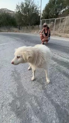 The Team Found an Abandoned Dog in the Rubbish Area - Takis Shelter