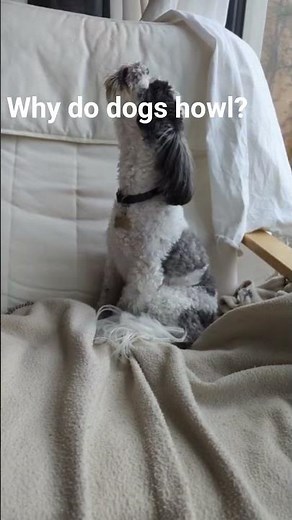 why dogs howl #handydogguide #dogshowling #dogs