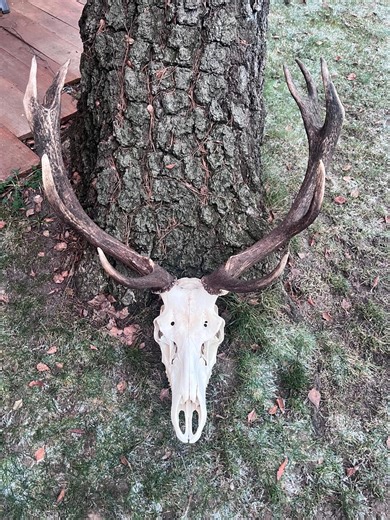 Achetez des trophées de cerf élaphe / bois / cornes de cerf / tête de cerf / décoration - Etsy France