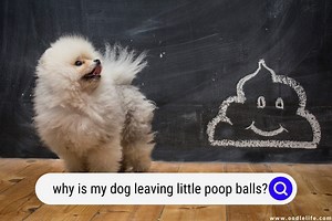 Why Is My Dog Leaving Little Poop Balls? [Explained] - OodleLife®