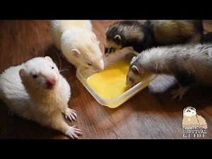 Ferret Care Basics - Eggs