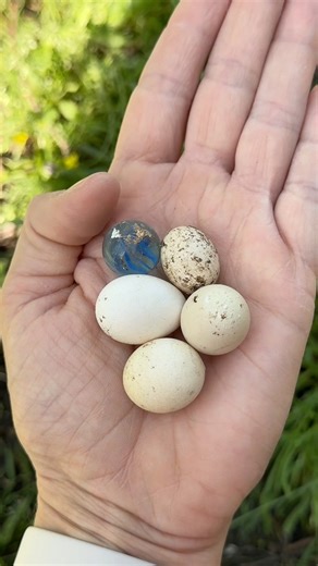 Do mini chickens lay mini eggs?🥚🐓 | Gulf Coast Cluckers