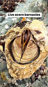 Live acorn barnacles! #acornbarnacles #barnacles #seafood | Kahampas Queen Vlogs