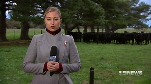 16K views · 60 reactions | Researchers have found Australian seagulls...