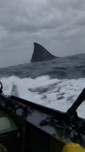 1.4K views |  MASSIVE FIN SPOTTED ABOVE THE SEA WHAT’S HIDING UNDER IT! ️ ⸻ 里 Hashtags #MassiveFin #SeaCreature #Unexplained #CaughtOnCamera #OceanMystery #DeepSeaBeast #ViralFootage #MythOrReality #UnknownSpecies #Shockin | Ajit kumar As | Facebook