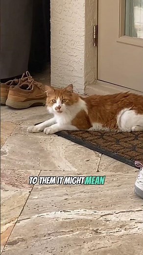 Ever wonder why cats react to "pspspsps" sound? #orangecat #usa