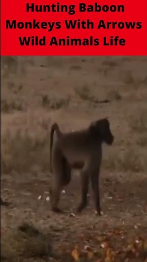 Hunting Baboon Monkeys With Arrows Wild Animals Life | @Nature & Creature World | @BBC Earth