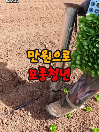 모종 이식기 구매 소식과 추천