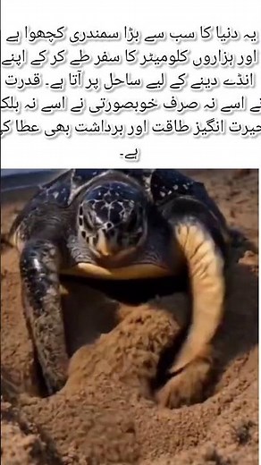 🐢 The Giant Sea Turtle’s Incredible Journey