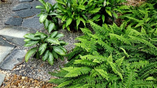 'Looks good in almost any landscape': 5 ways to plan, make an easy to maintain stone path