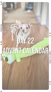 46K views · 4.7K reactions | Happy day 22! 浪 This was hekkin big one! Every day I get to open a gift frum one of my followers for my “advent calendar.” Today I got a duplicate frum Jenn & Nat. Thanx u both so much! ❤️ #adventcalendar #day22 #bigdogtoy #dogtoys #wienerdog #chiweenie #zoomies #happydog #amazonwishlist #doggift | Hazeltheminiwiener | Facebook