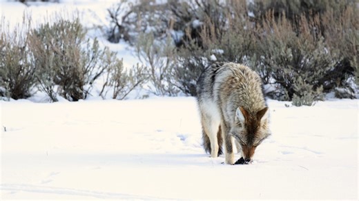 Coyote eating rodent slow motion