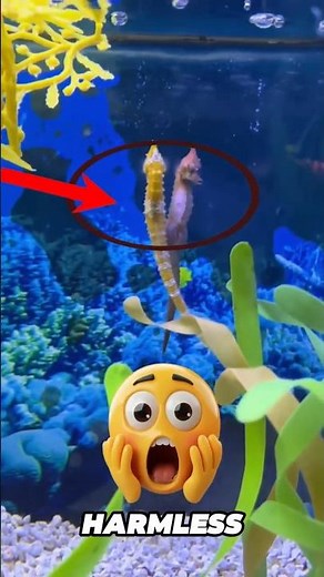 🐠 Seahorses Are the Most Unique Creatures in the Ocean | Amazing Seahorse Facts