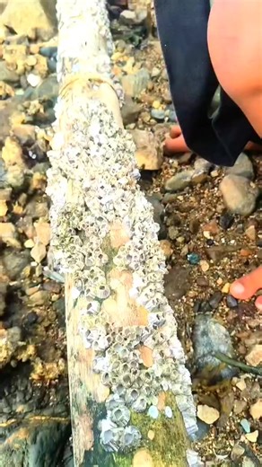 There are different types of barnacles #fblifestyle #information #barnacles | Nena Rosalona Rafanan