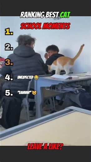Ranking The Best Cat School Moments Ever 📚🐱 #funny #shorts