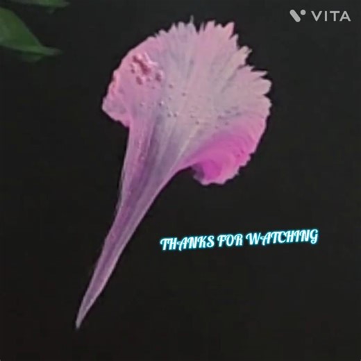 BEAUTIFUL ONE STROKE PAINTING TECHNIQUE FOR BEGINNERS