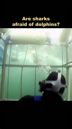 Mr L | Are sharks afraid of dolphins..? #science #biology #education #physics #technology #research #chemistry #space #engineering #nature #art... | Instagram