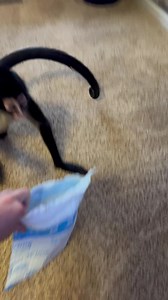 177K views · 6.9K reactions | Keke teasing Thor with her new lizards (Thor loves lizards). 年 #lizard #toy #fans #mail #fun #spoiled #princess #funny | Keke Spidermonkey | Facebook