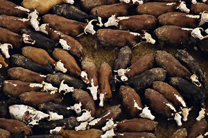 How Many Animals Are Killed Each Year for Human Use?