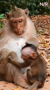50K views · 242 reactions | Spring hit her baby 殺 #wildmonkey #monkeydluffy #babymonkey #monkeyslife #monkey #cuteanimals #reelsvideo | Newly Monkey Reel | Facebook