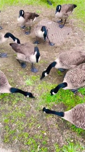 A lot of lovely Canada Geese. #birds #canadagoose 🪿