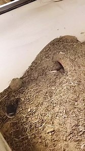 Another pup! We’re pleased to share that a FOURTH Texas kangaroo rat (Dipodomys elator) has been born at the Zoo. In this adorable clip, you can see that this mom is doing what moms do best – protecting her baby. She was likely cleaning house and making more space in the burrow before placing her 2-week-old pup back inside. In the wild, the pups will remain in their burrows until they reach maturity and decide to venture out on their own (or Mom give them the boot), which occurs usually around 8