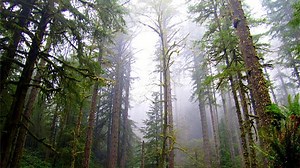 Gov. Brown says Elliott State Forest should remain public