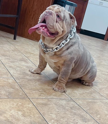 Exotic Bulldogs: The Thick Boy Phenomenon