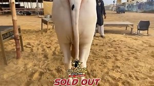 2.6K views · 44 reactions |  *الحمداللہ*  MASHA ALLAH *GOLDSTAR CATTLE FARM* BULL is *SOLD_OUT* to *قربانی_Lover* ALLAH PAK QURBANI QABOOL FARMAE AMEEN Masha Allah,❤️ #DALFACOCMEMBER #DAFIANS #GOLDSTARCATTLEFARM #2024 | Cattle Vision | Facebook