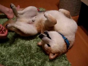 柴犬 シバタ vs シバタ母