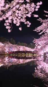 日本一の夜桜、大宮公園桜祭り2026