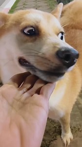 2.9K views · 36 reactions | Mang đồ ăn cho crush  #vitaminchopperinu #dog #shibainu #funny | Vitamin Chopper Inu | Facebook