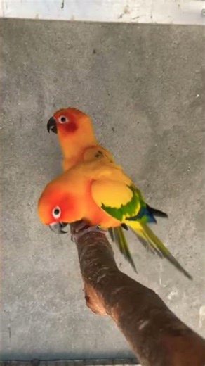 “Sun Conure Real Bonding 💕 | Beautiful Pair Moments# Suncannor Parrot