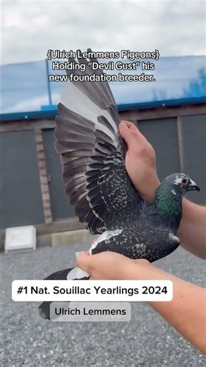 Holding "Devil Gust" His New foundation Breeder #pigeon #samisattipigeonclubrwpandisb #bird