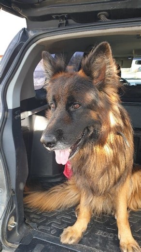 9.2K views · 780 reactions | Ride time #germanshepherd #dog #cute #lovely #doglover | EVO the German Shepherd | Facebook