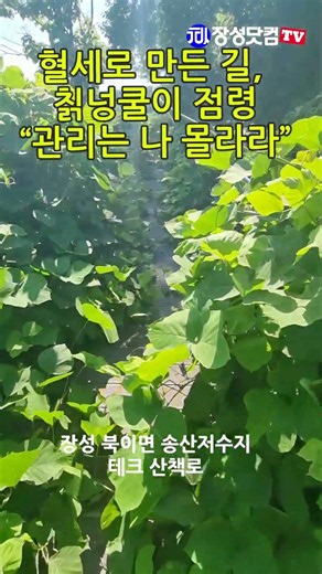 혈세로 만든 산책로, 칡넝쿨이 점령 관리는 나 몰라라 #장성닷컴 #장성군 #산책로