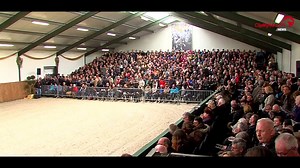 **Summary Stallion Show Van Olst Horses 2015** Top stallions: Negro, Chippendale, Lord Leatherdale, Glamourdale, George Clooney, Giovanni etc. | ClipMyHorse.TV Deutschland