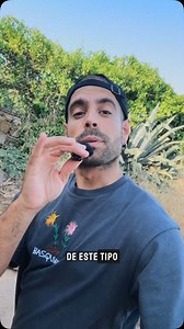 Ernesto Montoya / Vieja Tierra on Instagram: "Hoy hablamos sobre el pepino del diablo o pepino loco: Ecballium elaterium. Los frutos de esta maravillosa planta son auténticos cañones que como te despistes, te dejan sin ojos!!! #naturaleza #historia #viejatierra #flora #plantas"