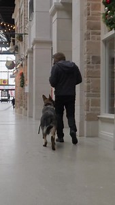 What it’s like handling one of our trained protection dogs #protrctiondog #familyprotection #dogsofinstagram #homesecurity | Shield-K9 Dog Training