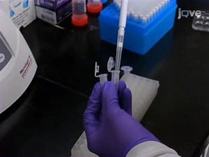 Chromatin Immunoprecipitation ChIP using Drosophila tissue