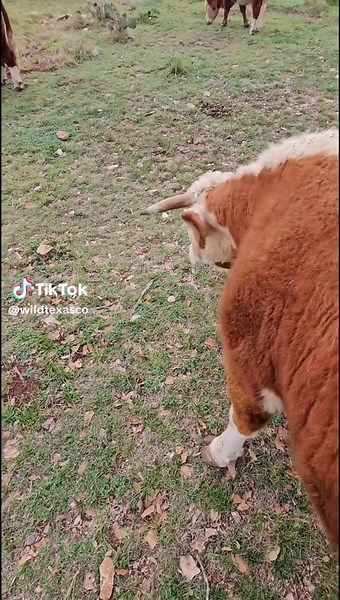 Spicy girl reputation... completely ruined by scratches. 😏 #WildTexasCo #RanchLife #Cow #Cowgirl #Attitude