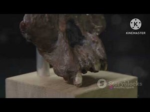 African: The Cradle of Humankind