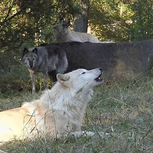 269K views · 6.1K reactions | Happiness begins with a howl. #standforwolves | Wolf Conservation Center | Facebook