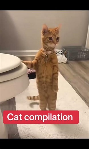 Funny orange cats! #cats