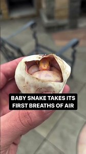 Baby Ball Python takes its first breathes of air