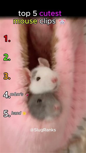 5 CUTEST mouse clips 🐭
