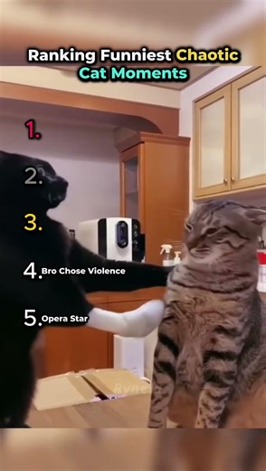 Ranking Funniest Chaotic Cat Moments!